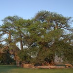 the big baobab